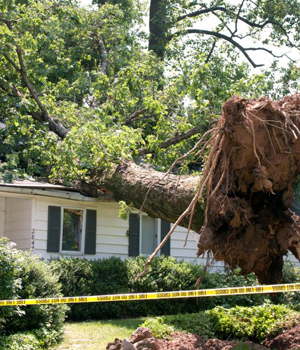 hazardous tree removal