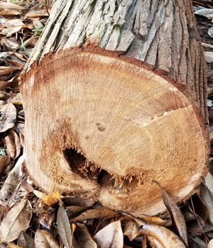 Foley Alabama Tree Removal