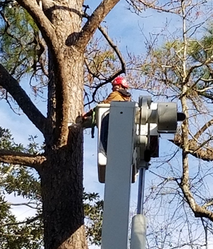 Elberta Alabama tree removal