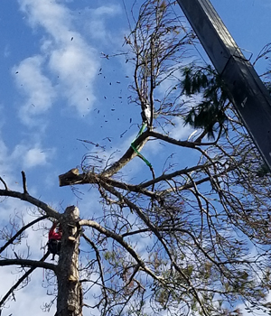Fairhope Alabama tree removal
