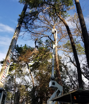 Gulf Shores Alabama tree removal