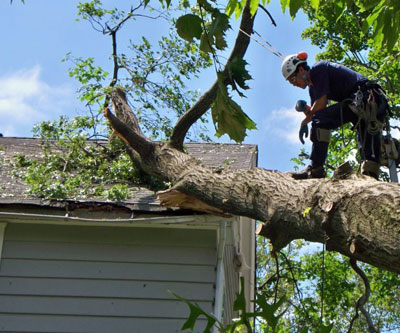 emergency-tree-services-Baldwin-County-Alabama