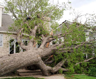 hazardous-tree-removal-Baldwin-County-Alabama