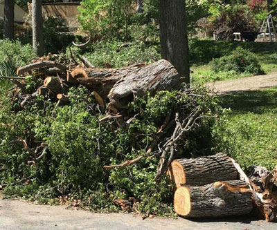 tree-debris-removal-Baldwin-County-Alabama