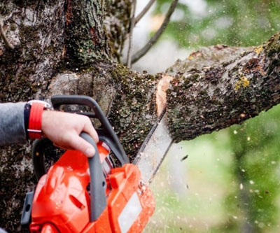 tree-maintenance-Baldwin-County-Alabama
